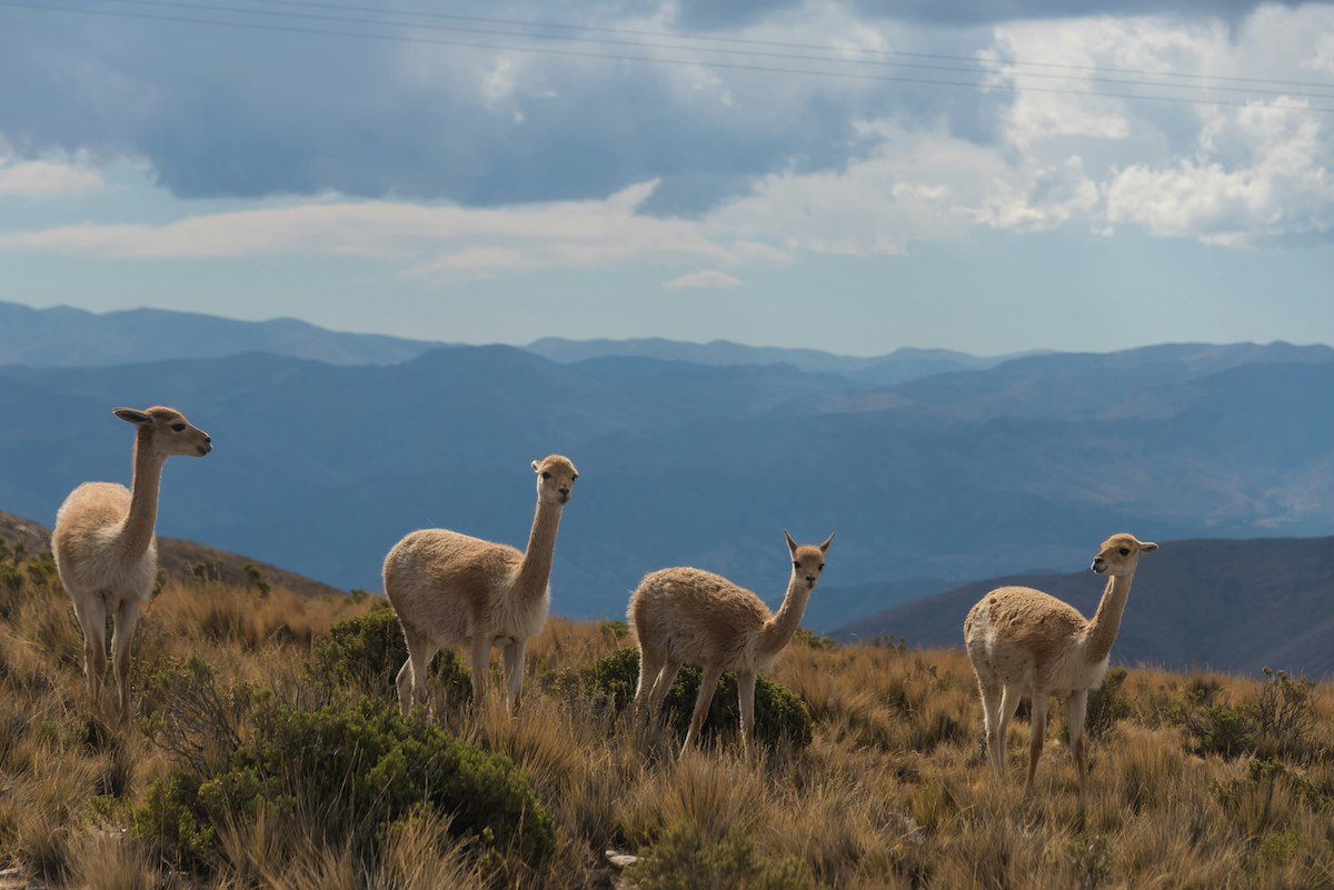 Herd of llama's in El Impenetrable National Park, Argentina