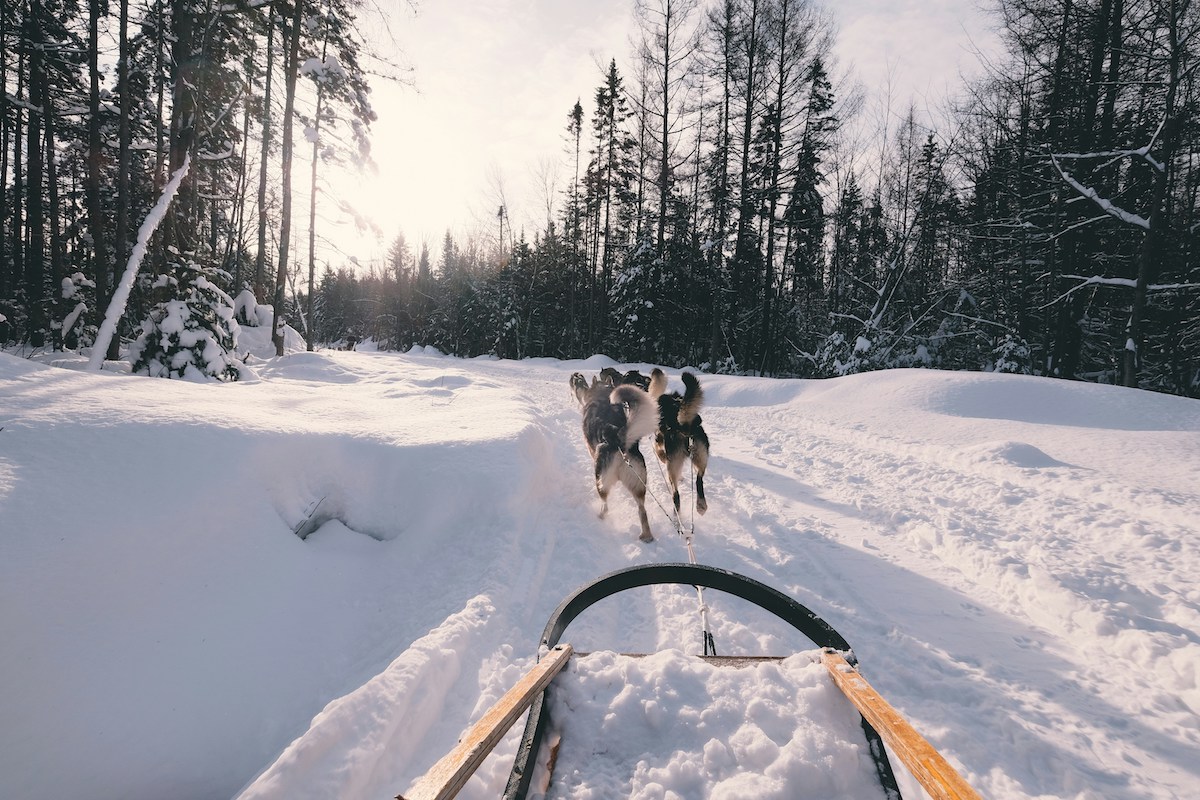 POV husky sledding in Alaska