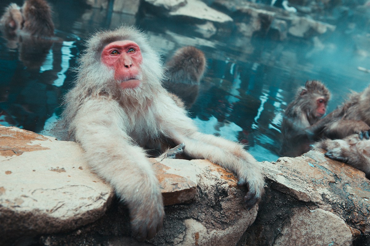 Monkey in a hot spring in Japan